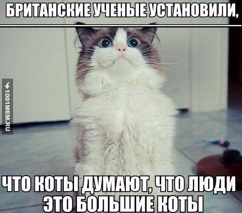 Что думают коты