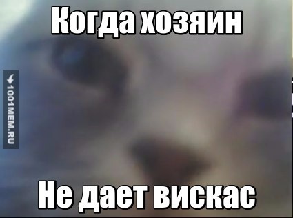 Хозяин И вискас