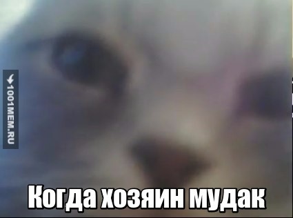 Котик и хозяин мудак