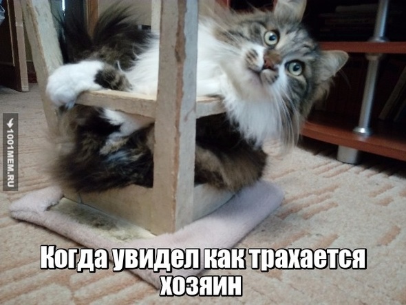 Котэ