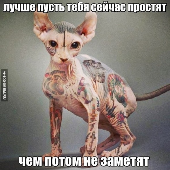 тату коты