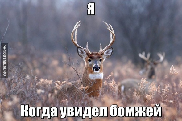 Олень