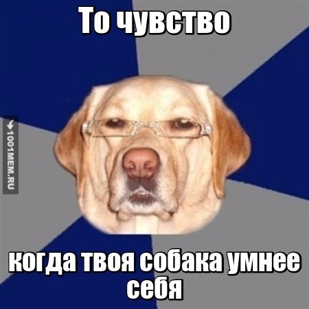 Собака умнее тебя