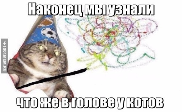 О чём думают коты