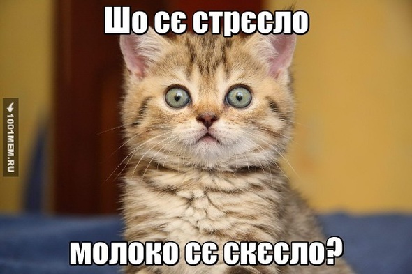 Коли покличеш кота