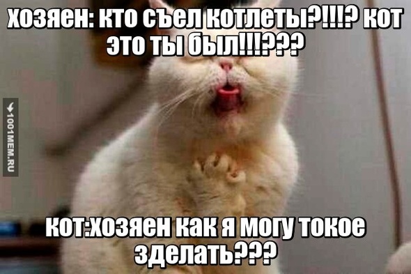 котейшестго уже онаглела :)