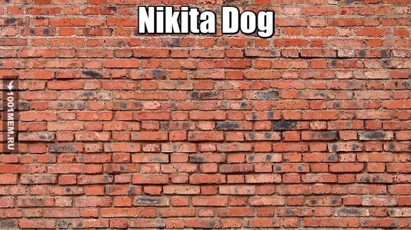 Nikita Dog