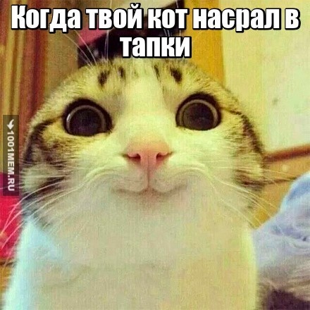 Коты рулят!!!