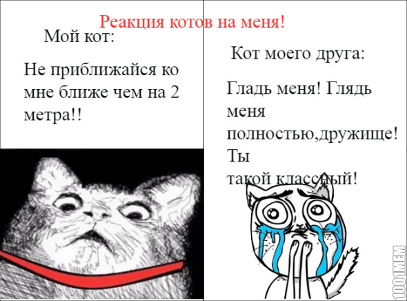 Реакция котов на меня