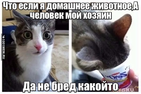 КОтик