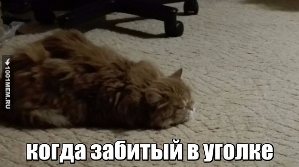 кошачий иисус