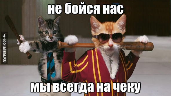 коты бойцы