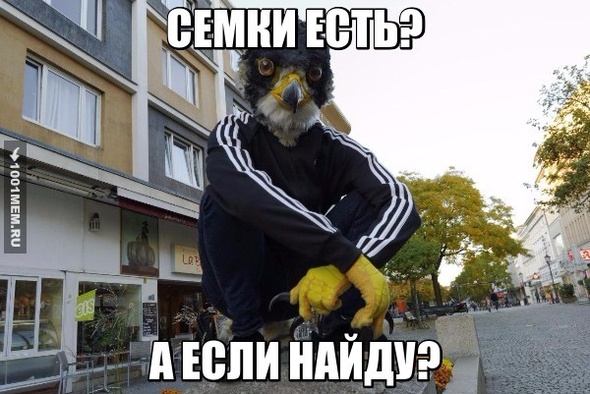 bird семки