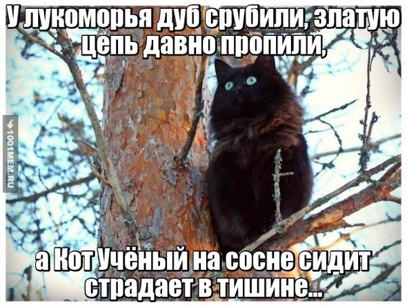 Бедный котик