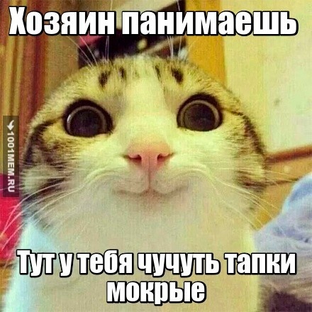 Котейка