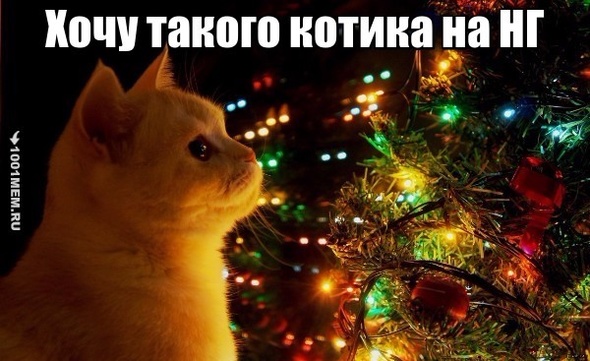 НГ с котом