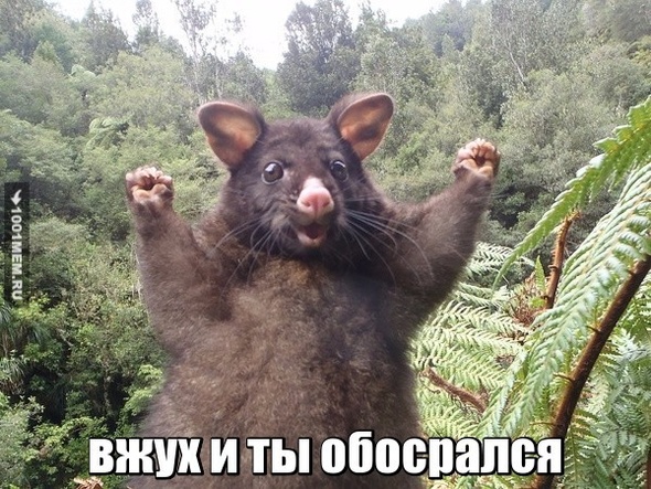 вжух и ты обосрался