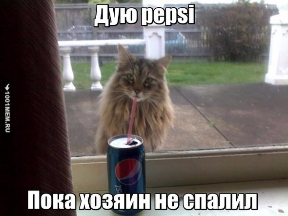 котейки