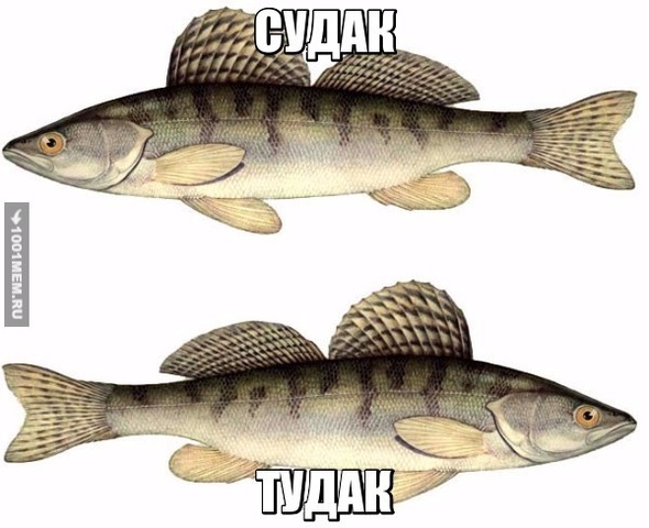 Лол кек чебурек))0)