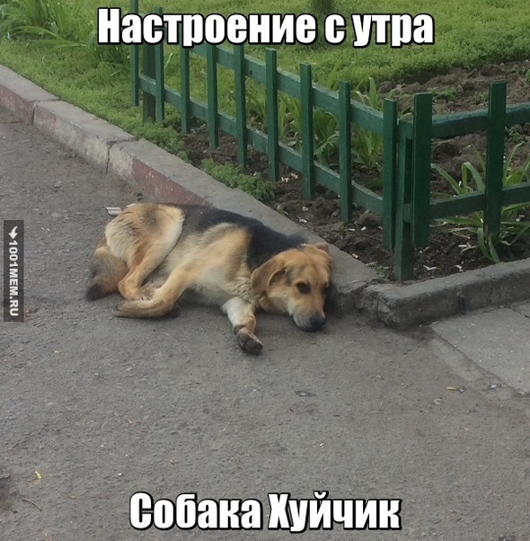 Собака