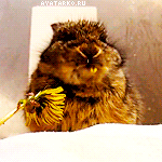 Кролик ест цветы