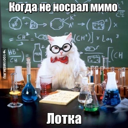 Умный котик)