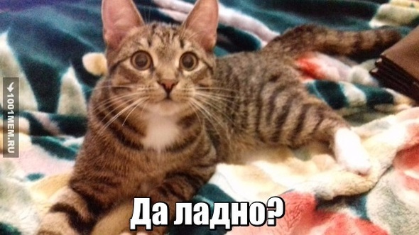 Удивление кота