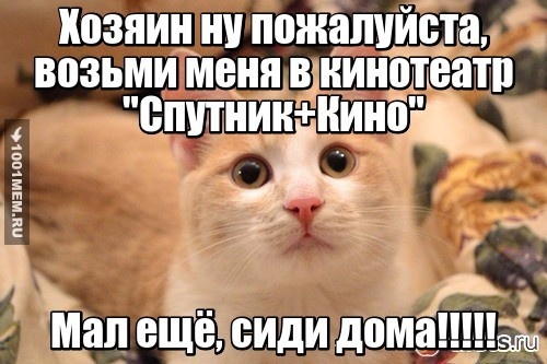 КОТИК