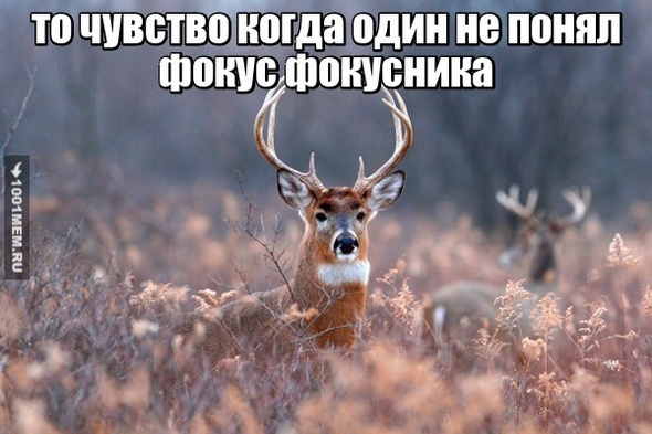 фокус...