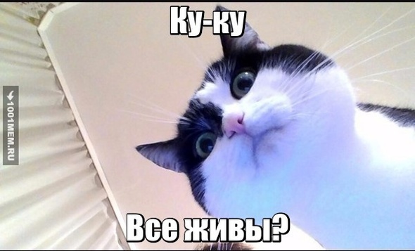 Котик