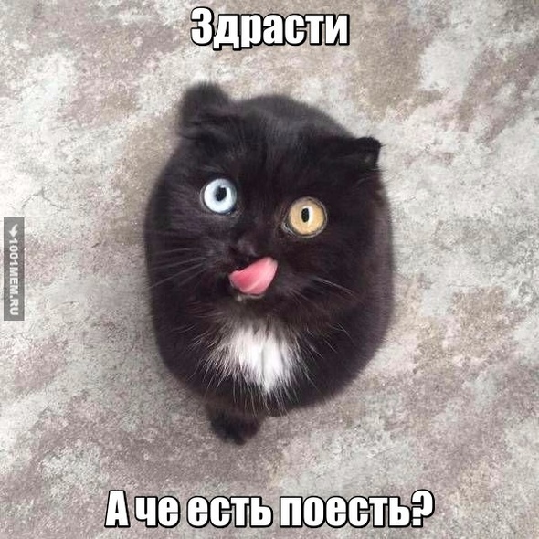 Котик