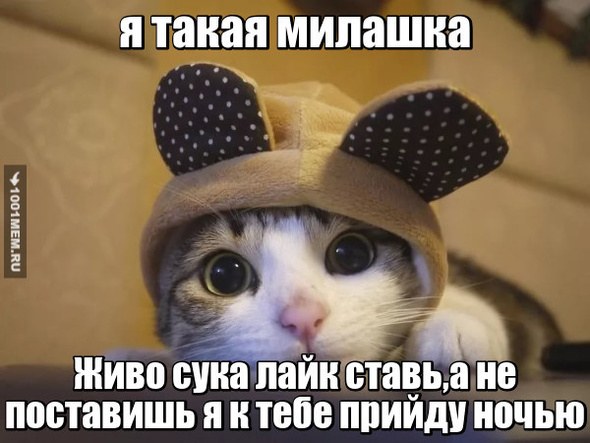 Милый котик )))))