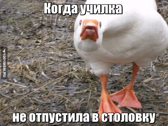 столовка