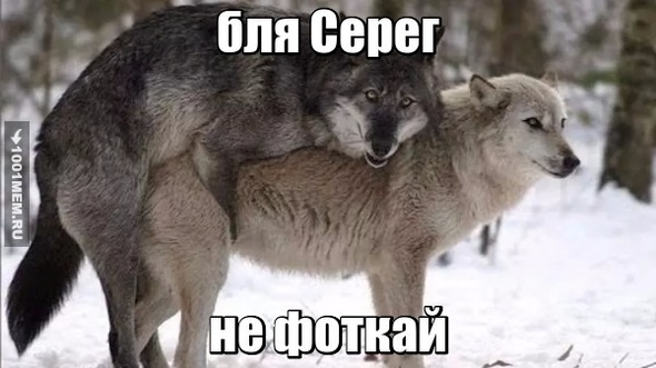 Серега