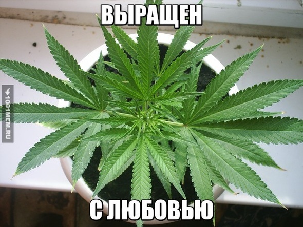 Выращен с любовью