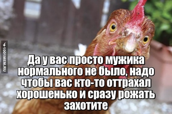 Куриный совет