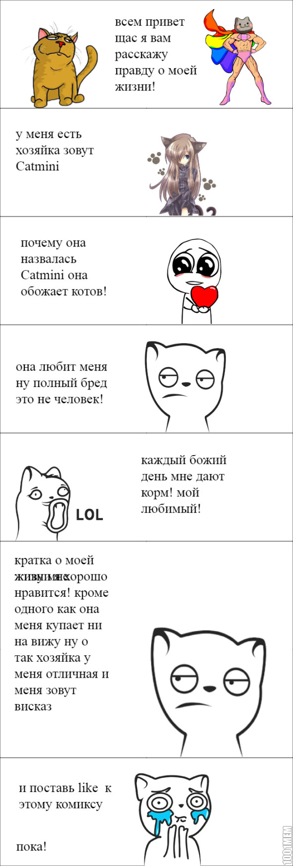 Кот создательницы Catmini