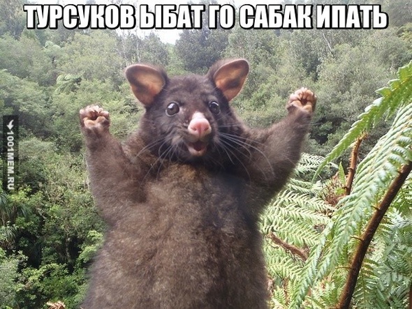 ебатель собак